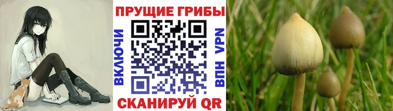 дарнет шоп  Дедовск  Галлюциногенные грибы мицелий 